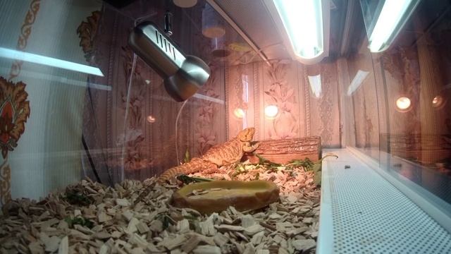 ЛИНЬКА ЯЩЕРИЦЫ ОНЛАЙН | В прямом эфире |Почему мутнеют ящерицы | смотреть онлайн