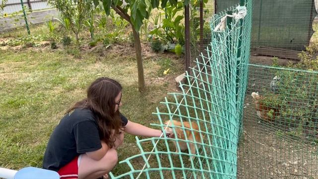 Больше Б/У покупать не будем/Местные помидоры/Наша экзотика зацвела/ Опрыскали ИНЖИР и ДОНЮ смотреть онлайн