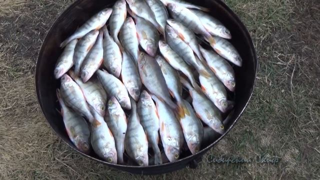 Окунь Горячего Копчения Копчение Коптильня смотреть онлайн