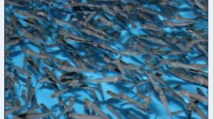 Бизнес на разведении аквариумных рыбок