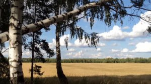 Юрий Антонов, Григорий Лепс_У берез и сосен