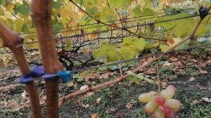 Виноград Стильный и Бонус (Калугин В. М.) прививка 2023год, виноградник Король В. Н. г. Краснодар