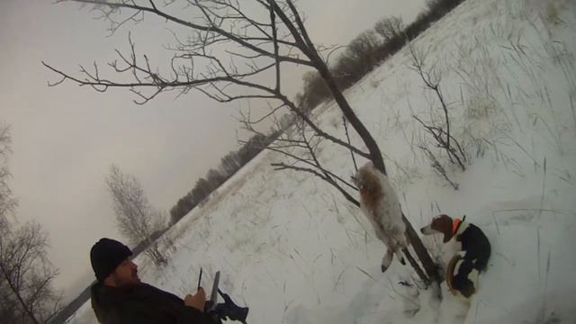 Охота на зайцев с Фаготом по белой тропе сезон 2023-2024 года. Делаем подранка эг Торви! смотреть онлайн