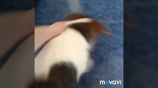 Джес любит свои мячи смотреть онлайн