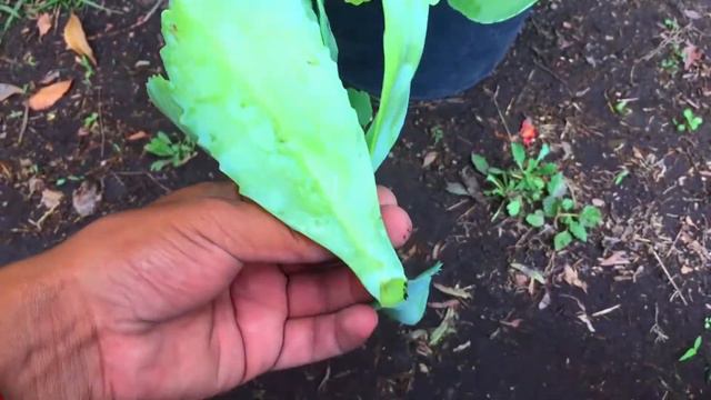 COMO CUIDAR Kalanchoe Marmorata + (REPRODUCCION) смотреть онлайн