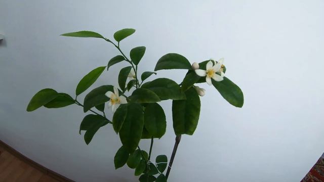 ПОЗДРАВЛЯЮ ВСЕХ ЖЕНЩИН С 8 МАРТА // ЛИМОН ЗАЦВЕЛ НА ПРАЗДНИК // МОЁ ХОББИ смотреть онлайн