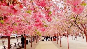 цветущие деревья весной