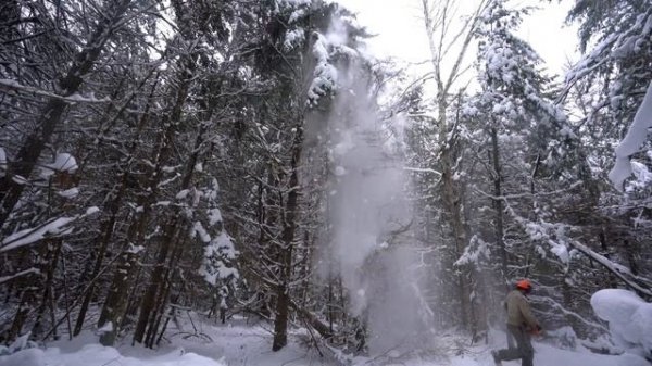 Building an Off-grid Workshop | Felling Trees for the Off Grid Log Cabin Build