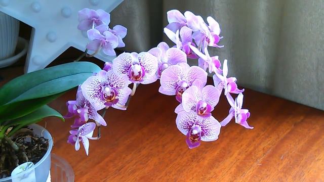 Цветение орхидей в мае 2018 смотреть онлайн