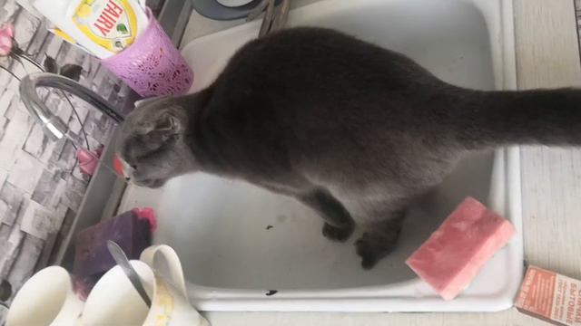 Кажется, кто то с похмелья :-). Любимая котейка Соня, решила попить из крана! смотреть онлайн