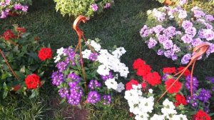 Шикарная петуния ОРИГАМИ