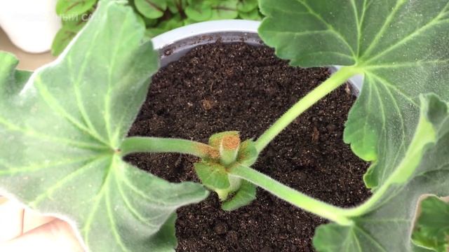 Заставляю ХУДУЮ ПЕЛАРГОНИЮ (Герань) Расти в Ширь и ЦВЕСТИ ШАПКОЙ! смотреть онлайн