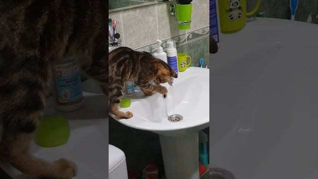 Бенгальская кошка моется !!!