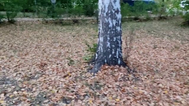 Мурал или произведение искусства на стене теперь и у нас в Аше. смотреть онлайн