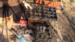 Выращивание  левкоЙ из семян#цветы #левкой #маттиола #рассада #сад #семена  #выращивание #посев