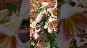 Лилии от-гибриды. Пэшн Мун и Зелмира цветение в моем саду июль 2023#flower#лилиидеревья#лилиивсаду#