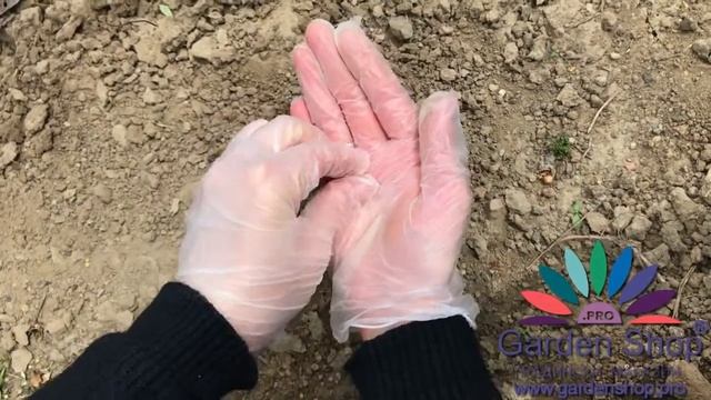 How to plant Digitalis purpurea from seed смотреть онлайн