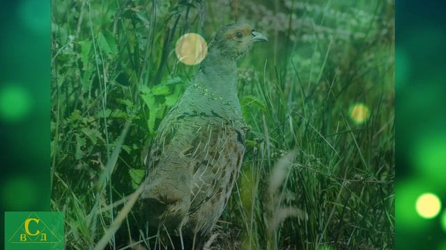 О природе / Я сижу в тишине смотреть онлайн