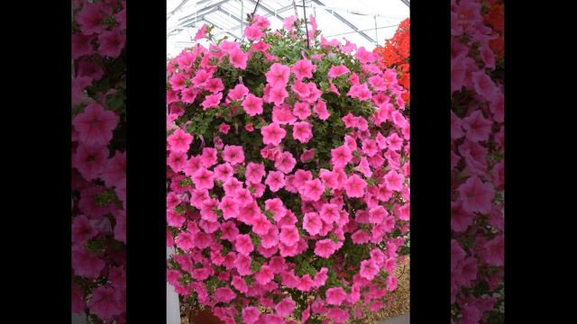 🌷 Ампельные петуньи. Один из самый красивых цветков для сада смотреть онлайн
