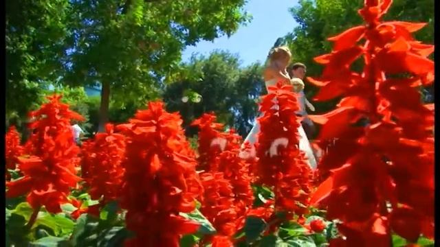 РЕКЛАМА [Свадьба в Дагестане] смотреть онлайн