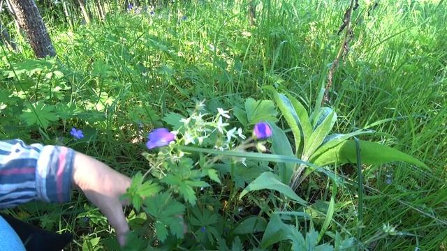 ОТЛИЧНЫЕ ГРИБЫ!!! 24 июня 2022 2 ч. смотреть онлайн