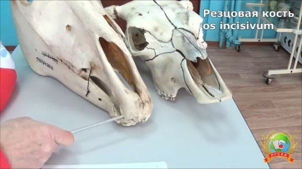 Лицевой отдел черепа