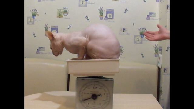 Весы и сфинксы Scales and sphinxes смотреть онлайн