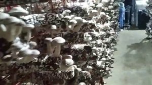 Камера выращивания шиитаке. Сбор урожая