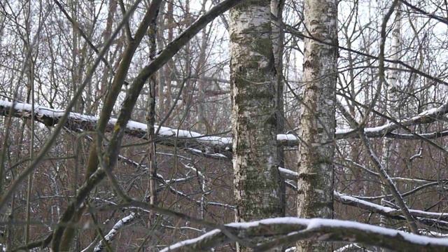 Белоспинный дятел. 2 марта 2024 г. смотреть онлайн