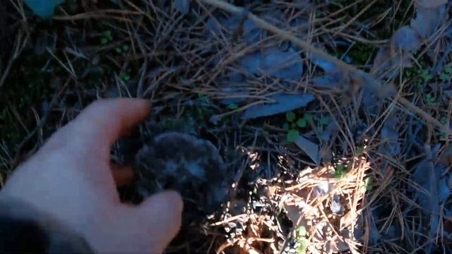 Сбор белых грибов в осеннем лесу, а также маслят, рыжиков, зеленушки, серой рядовки и других грибов смотреть онлайн