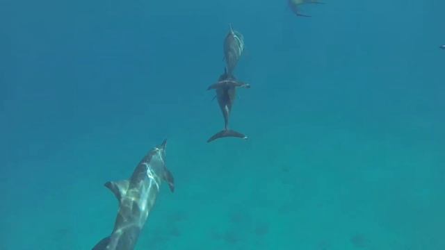 дильфины смотреть онлайн