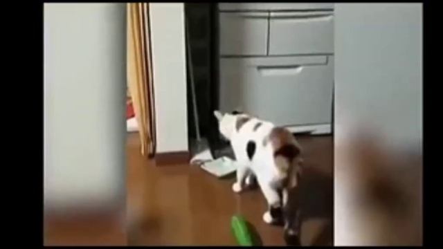 Почему коты боятся огурцов🤔🤔 смотреть онлайн