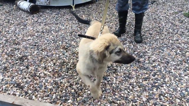 Щенок мальчик. Приют МайскийДень, Иваново смотреть онлайн