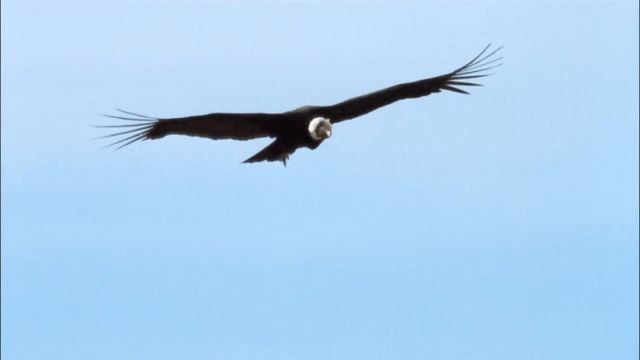 Flying With Condors - Full Documentary смотреть онлайн