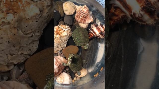 Красноухая черепаха пищит и открывает рот смотреть онлайн