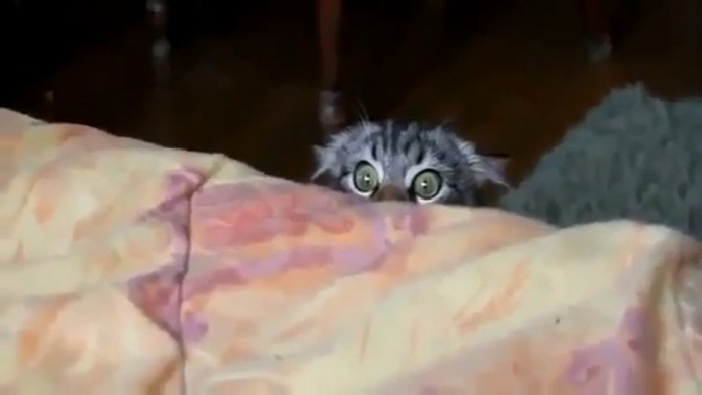 Кошка пересмотрела фильмы ужасов! смотреть онлайн