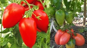 Томат сорта Петруша огородник