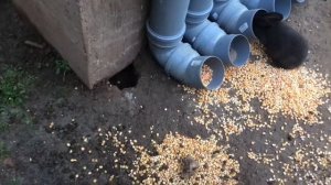 Супер дешевая бункерная кормушка для кроликов из ПВХ труб. Мои кролики. Дачная Жизнь ТВ.