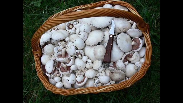 ПОЛЕВЫЕ ШАМПИНЬОНЫ - Первые Дары Весны смотреть онлайн