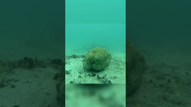 Тебя удивит где живёт эта рыба смотреть онлайн