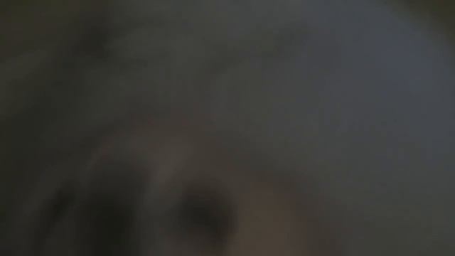 Dog Meme Compilation Gabe the Dog Forsen Cancer Music смотреть онлайн