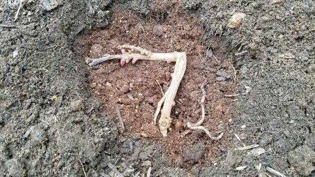 Planting Peonies in our garden смотреть онлайн