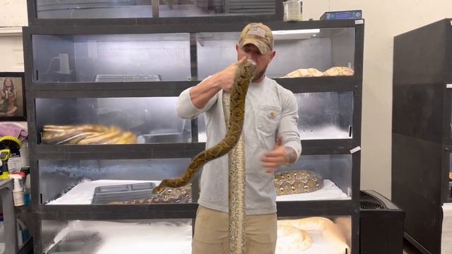 Marble Het Ghost Reticulated Python - Artemis смотреть онлайн