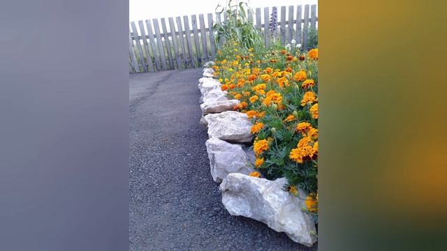 Бархатцы и сальвия в саду. смотреть онлайн