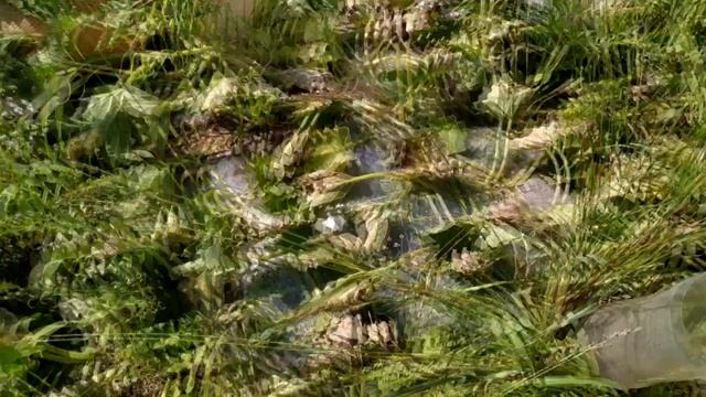 Дыня ? АМАЛ F1 на пленке.КАК вырастить крупную ДЫНЮ на севере УКРАИНЫ ? смотреть онлайн