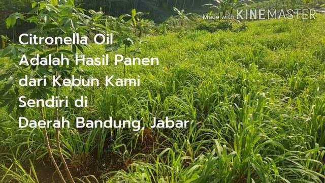 Aetheria Aromaterapi Citronella Oil Minyak Sereh Wangi Pengusir Nyamuk Anti Nyamuk Essential Oil10m смотреть онлайн