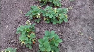 КЛУБНИКА ЧУДО МИРА. ОЧЕНЬ РАННЯЯ, ВКУСНАЯ И АРОМАТНАЯ