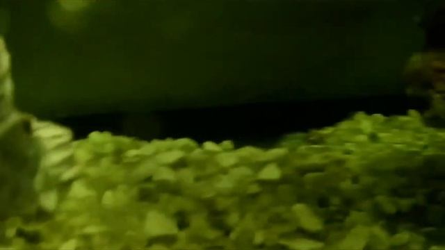 зоомагазин АМФИБИЯ Тамбов (Песчаник для аквариума) смотреть онлайн