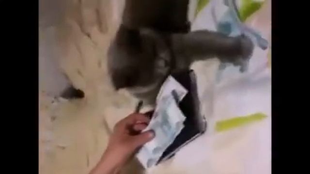 Кот проказник! [Приколы #5] смотреть онлайн