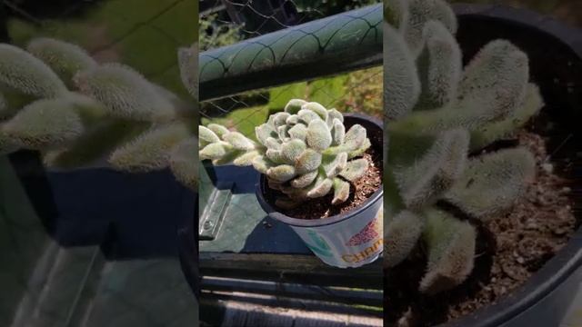 The little hairy echeveria setosa смотреть онлайн